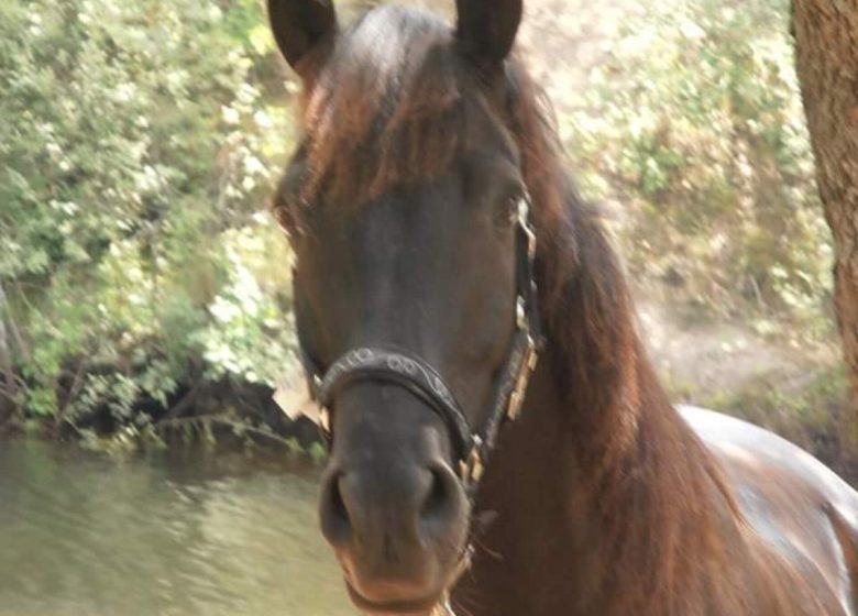 promenade découverte » réserve biologique  » au lac de St Cassien 2h