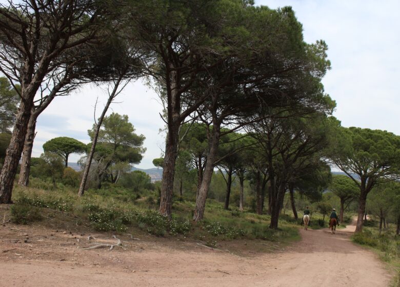 Forêt de Palayson