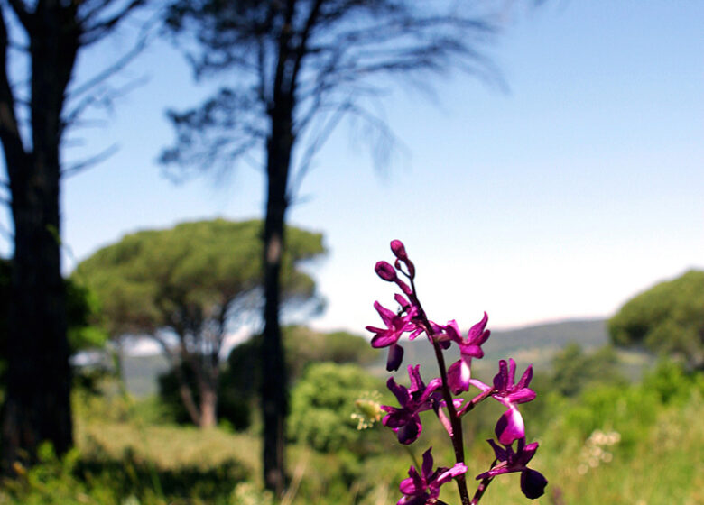 Forêt de Palayson