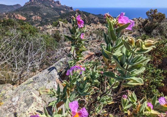Randonnée : Le Rastel d&rsquo;Agay depuis le Plateau d&rsquo;Anthéor