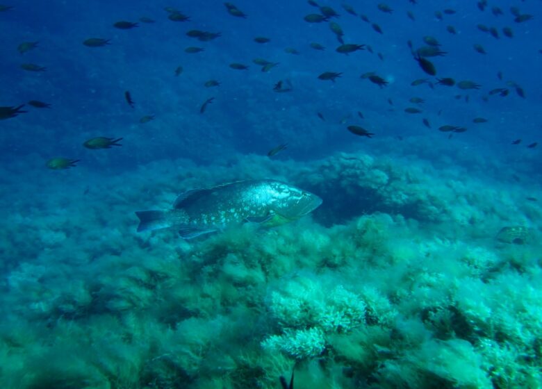 Agathonis Plongée