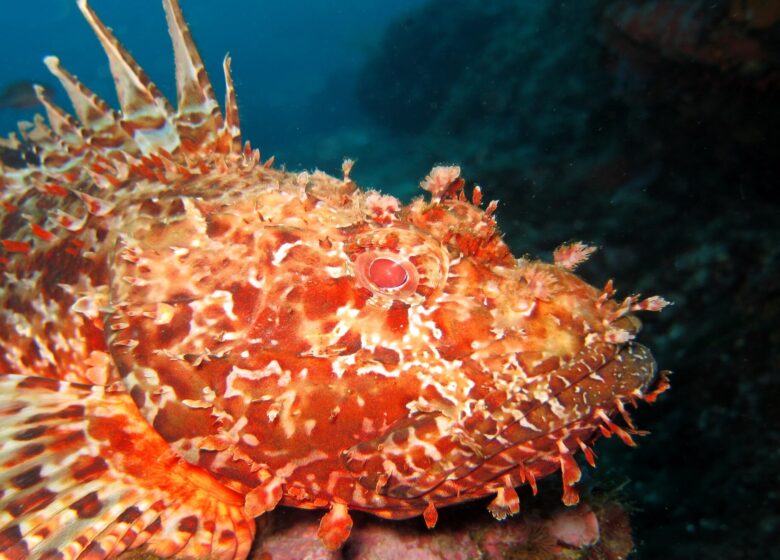 Agathonis Plongée