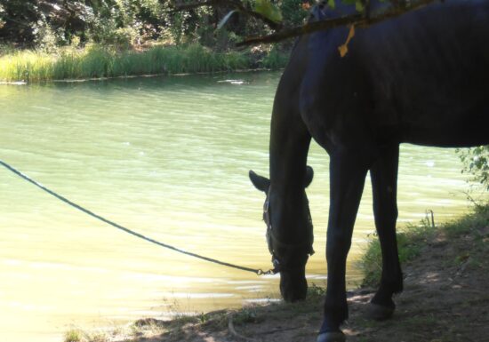 Haras des Villards : Balade à cheval « Le Chant des Oliviers »