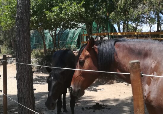 Haras des Villards: Balade demi-journée « Vue mer et montagne »