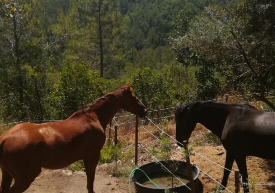 Haras des Villards: Balade demi-journée « Vue mer et montagne »