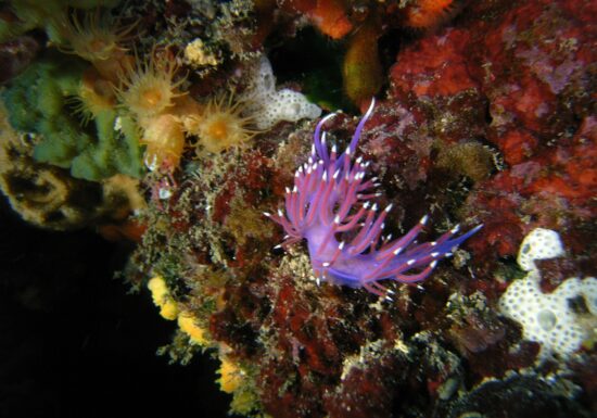 Baptême de plongée – Port Fréjus