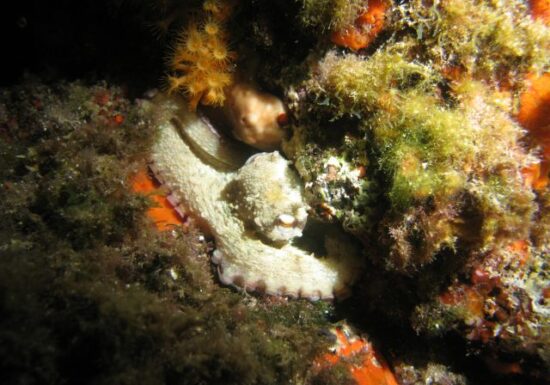 Randonnée palmée – Baptême de plongée