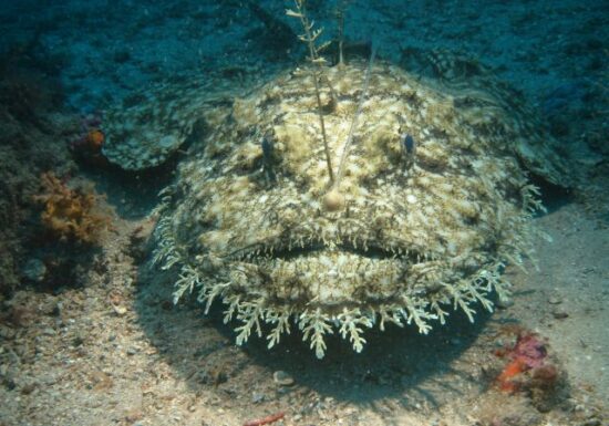 Randonnée palmée – Baptême de plongée