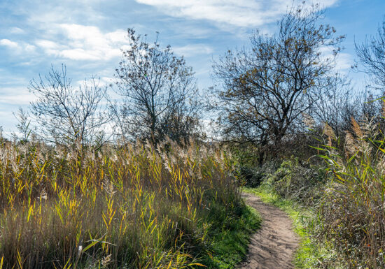 Randonnée : Les Étangs de Villepey