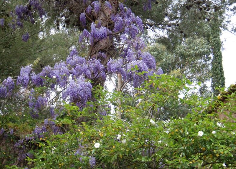 Le jardin de la Pomme d’Ambre